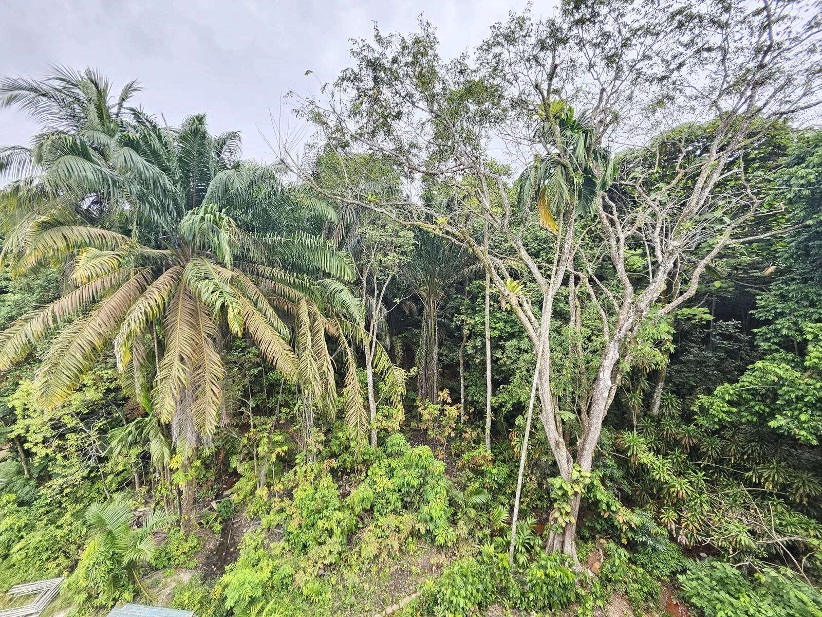 Greenbank Park outlook over Bukit Timah greenery — site photograph