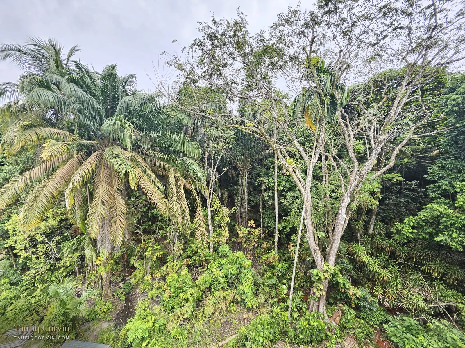 Greenbank Park outlook over Bukit Timah greenery, Singapore District 21 — site photograph